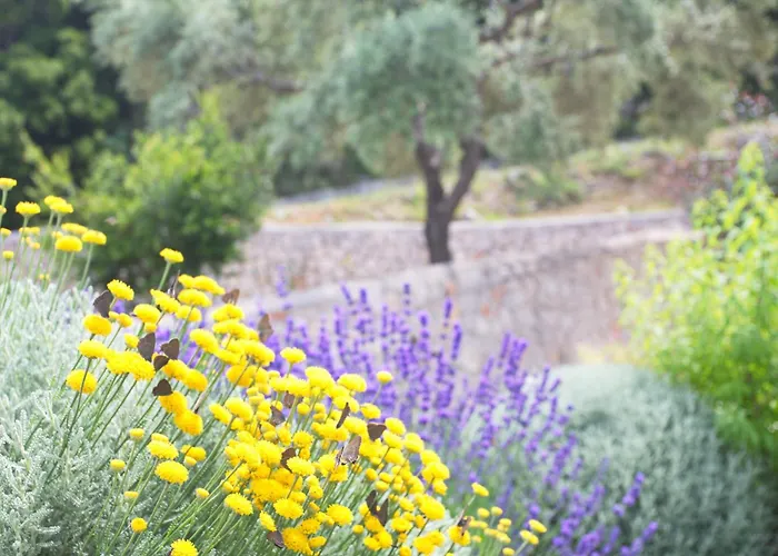 Asplathia Lefkada Spanokhórion